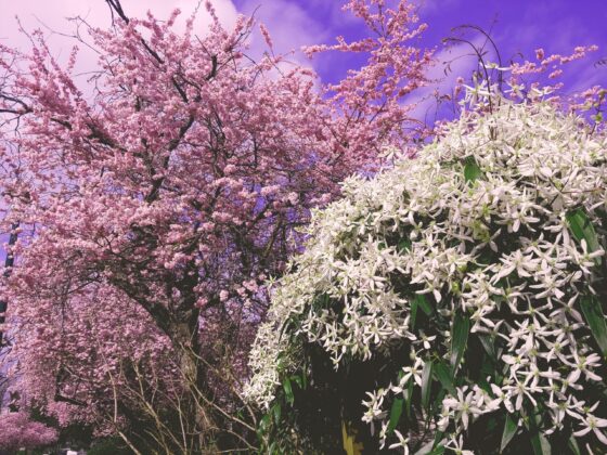 A Walk in the City Yesterday Didn’t Rot My Teeth