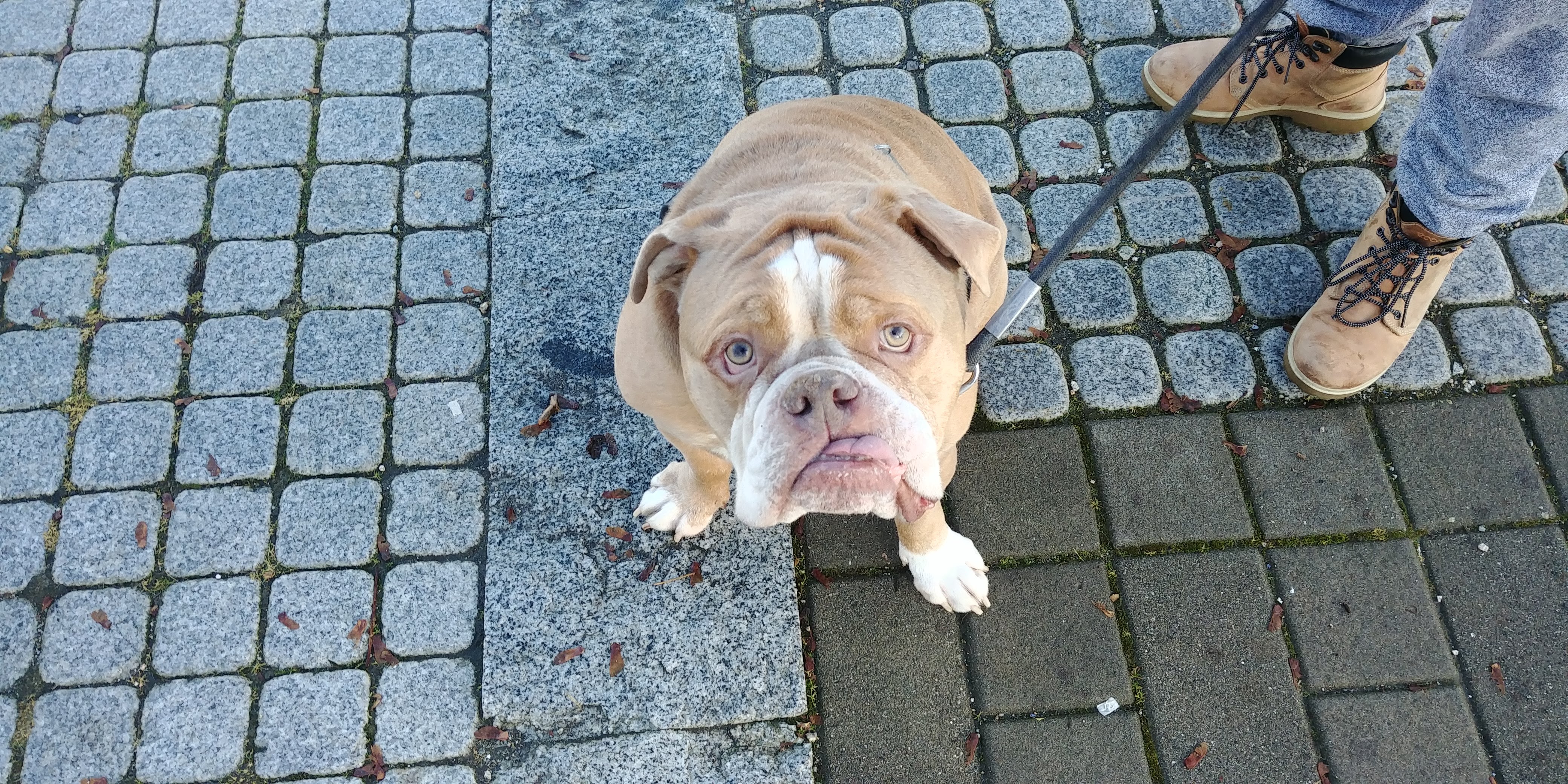 My Animal Friends, Care Dog Heroes, and Cancer Patients