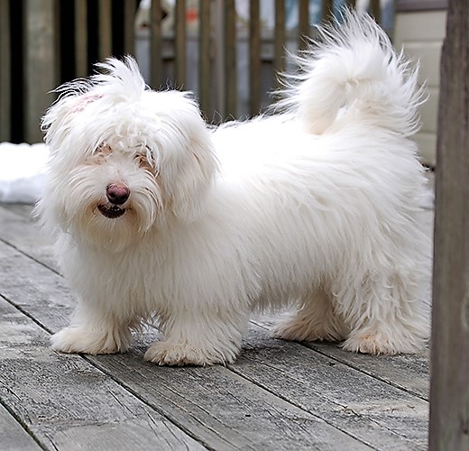 A Letter I Got From My Dog Holly Golightly