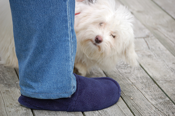 Why I’m Afraid My Dog Is Dying